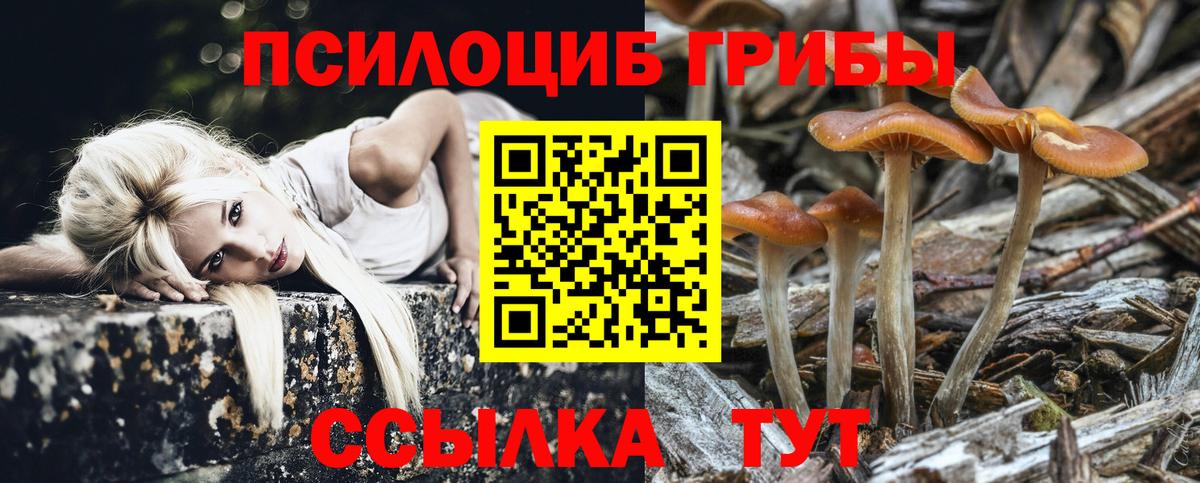 Псилоцибиновые грибы Psilocybe Апатиты